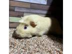 Adopt Ariel a Guinea Pig