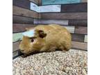 Adopt Macy a Guinea Pig