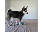 Alaskan Klee Kai Puppy for sale in Keosauqua, IA, USA