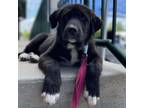 Adopt Bailey a Newfoundland Dog, Black Labrador Retriever