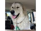 Adopt Queen a Great Pyrenees