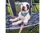 Adopt Scotty Smalls a Pit Bull Terrier, Mixed Breed