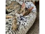 Adopt Ivy @Pawz Pet Cafe a Egyptian Mau, American Shorthair