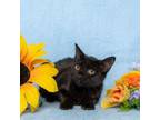 Adopt Jane Eyre a Domestic Short Hair