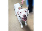 Adopt Syra a Pit Bull Terrier, Mixed Breed