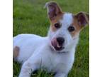 Adopt Sonata a Cattle Dog