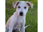 Adopt Lyric a Mixed Breed