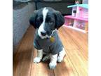 Adopt McDonald's McNugget a Great Pyrenees, German Shorthaired Pointer