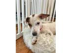 Adopt Holly a Jack Russell Terrier, Dachshund