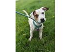Adopt Holly a Jack Russell Terrier, Dachshund