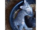 Adopt Willow a American Shorthair