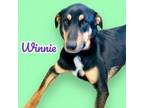 Adopt Winnie a German Shepherd Dog, Doberman Pinscher
