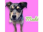 Adopt Maddie - Medical Hold a Australian Shepherd, Australian Cattle Dog / Blue