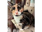 Adopt Dua a Domestic Short Hair