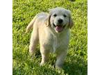 Golden Retriever Puppy for sale in Browntown, WI, USA