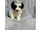 Miniature Australian Shepherd Puppy for sale in Hollywood, FL, USA