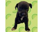 Adopt TUSC-Stray-tu43 a Pit Bull Terrier