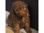 Poodle (Toy) Puppy for sale in Markleton, PA, USA