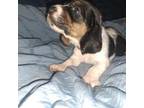 Basset Hound Puppy for sale in Wewoka, OK, USA