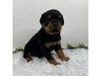 Rottweiler Puppy for sale in Middlebury, IN, USA