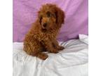 Goldendoodle Puppy for sale in Columbia, MD, USA