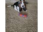 Basset Hound Puppy for sale in Lewiston, ID, USA