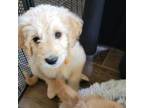 Goldendoodle Puppy for sale in Warren, OH, USA
