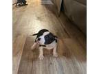Olde Bulldog Puppy for sale in Charlotte, NC, USA