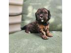 Lhasa Apso Puppy for sale in Thorndale, PA, USA