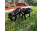 Cane Corso Puppy for sale in Temple Hills, MD, USA