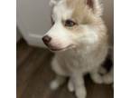 Siberian Husky Puppy for sale in Lincolnton, NC, USA