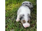 Australian Shepherd Puppy for sale in Meridian, MS, USA