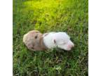 Australian Shepherd Puppy for sale in Meridian, MS, USA