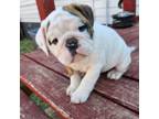 Bulldog Puppy for sale in Clovis, NM, USA