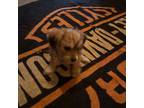 Shorkie Tzu Puppy for sale in Clover, SC, USA