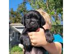 Cane Corso Puppy for sale in Ottawa, IL, USA