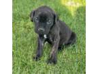 Cane Corso Puppy for sale in Ottawa, IL, USA