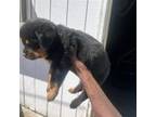 Rottweiler Puppy for sale in Beaufort, SC, USA
