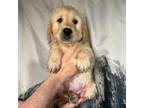 Golden Retriever Puppy for sale in Cloverdale, OR, USA