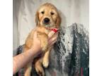 Golden Retriever Puppy for sale in Cloverdale, OR, USA