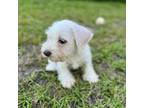 Schnauzer (Miniature) Puppy for sale in Nettleton, MS, USA