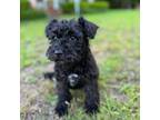 Schnauzer (Miniature) Puppy for sale in Nettleton, MS, USA