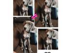 Great Dane Puppy for sale in Covington, VA, USA