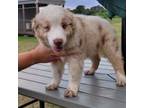 Miniature Australian Shepherd Puppy for sale in Vanceboro, NC, USA