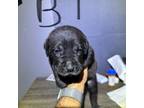 Cane Corso Puppy for sale in Niota, TN, USA
