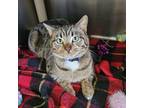 Adopt Reginald a Domestic Short Hair