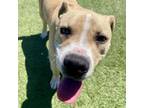 Adopt Canelo a Pit Bull Terrier