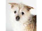 Adopt Stusick a Cairn Terrier
