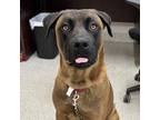 Adopt Levi a Mixed Breed
