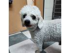 Adopt Snowball a Poodle, Mixed Breed